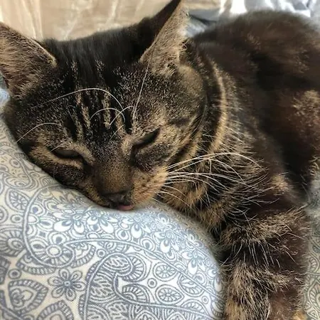 Nyaraló Naturnahes Wohnen In Einem Alten Haus Mit Garten