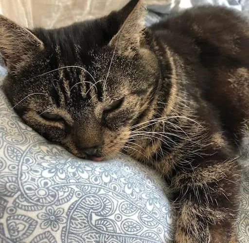 Feriehus Naturnahes Wohnen In Einem Alten Haus Mit Garten