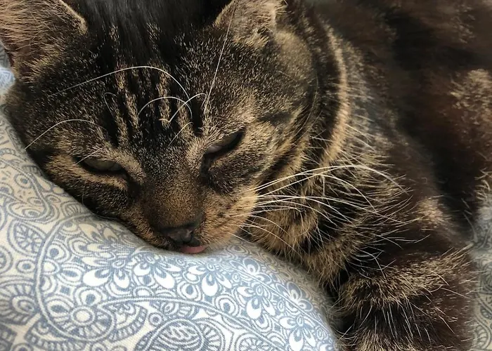 Naturnahes Wohnen In Einem Alten Haus Mit Garten Casa vacanze *